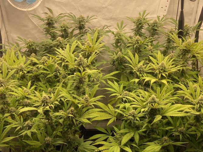 Banana Dance [Freedom of Seeds]. Week 5