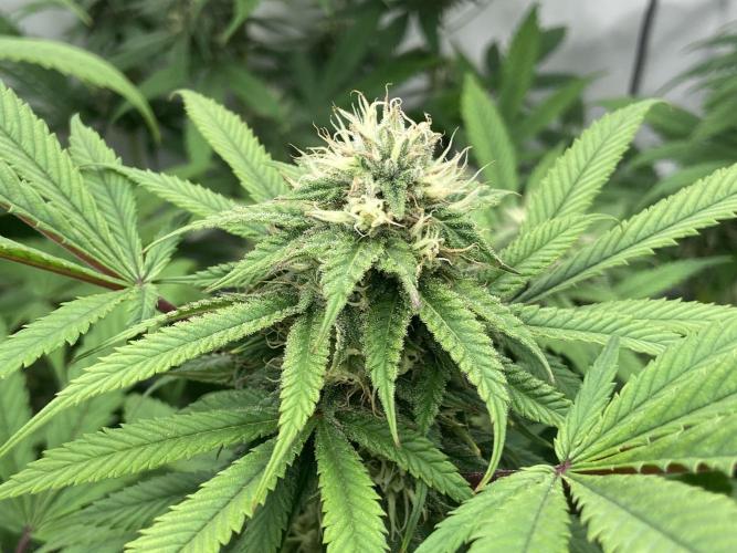 Banana Dance [Freedom of Seeds]. Week 5