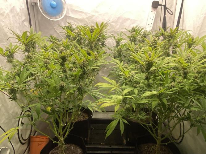 Banana Dance [Freedom of Seeds]. Week 5