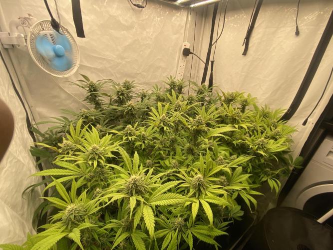 Banana Dance [Freedom of Seeds]. Week 5