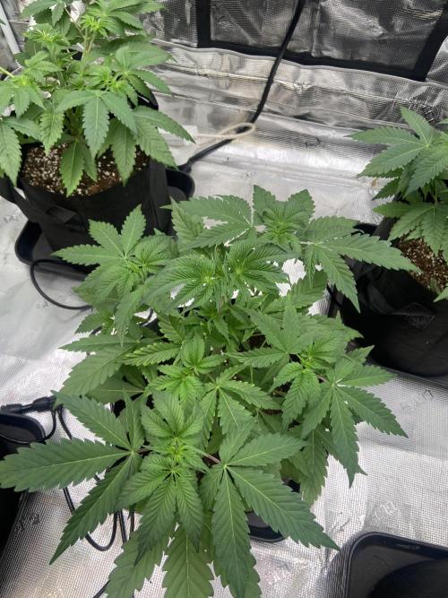 Cherry Poppers [Barney's Farm]. Week 5