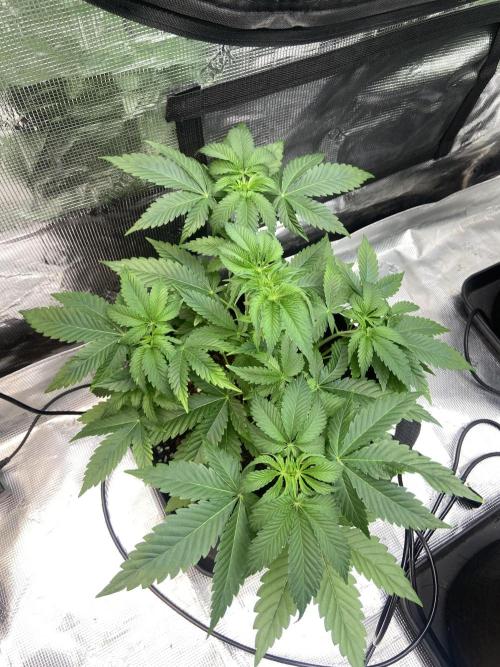 Cherry Poppers [Barney's Farm]. Week 5