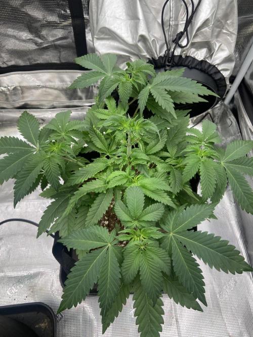 Cherry Poppers [Barney's Farm]. Week 5