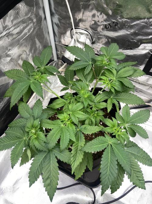 Cherry Poppers [Barney's Farm]. Week 5