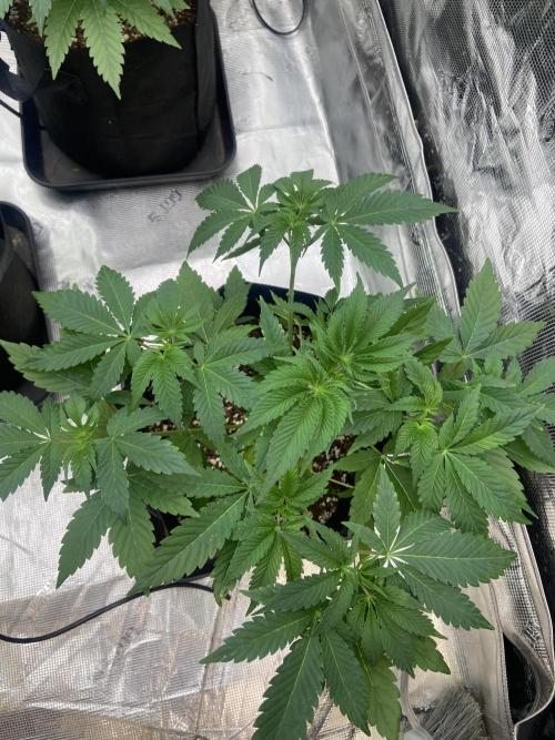 Cherry Poppers [Barney's Farm]. Week 5