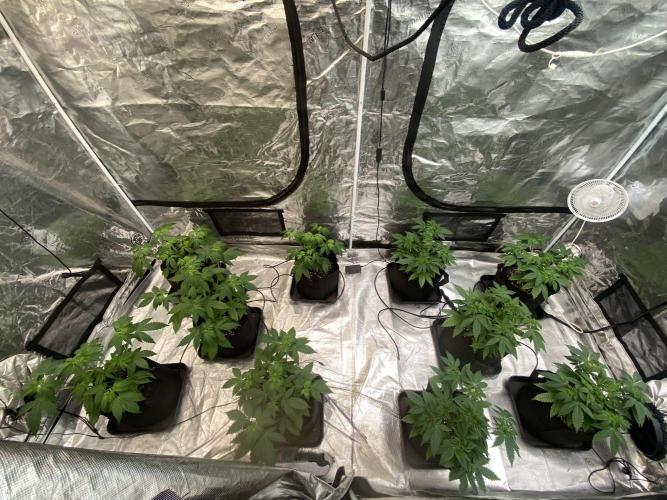 Cherry Poppers [Barney's Farm]. Week 5 - Cherry poppers on right