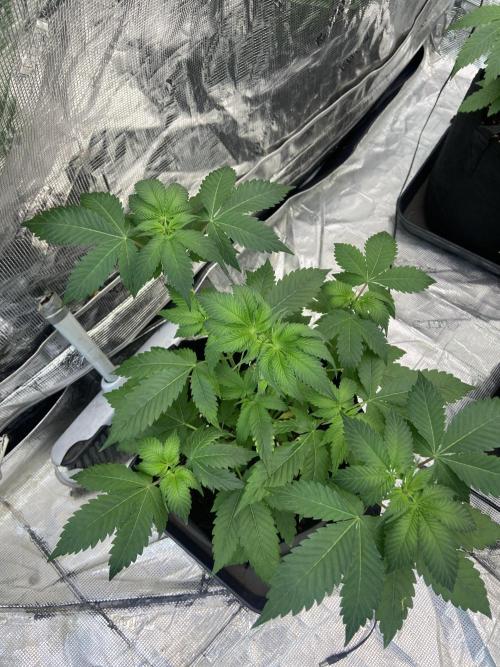 Super Boof [Barney's Farm]. Week 5