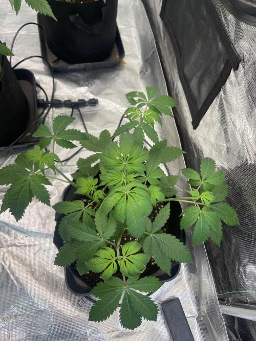 Super Boof [Barney's Farm]. Week 5