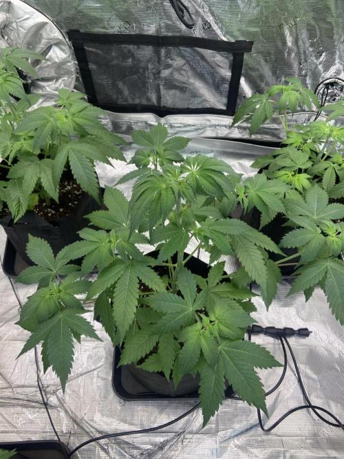 Super Boof [Barney's Farm]. Week 5