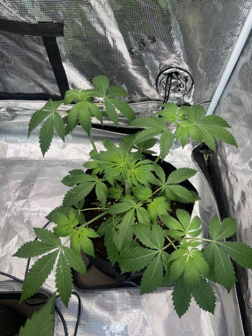 Super Boof [Barney's Farm]. Week 5