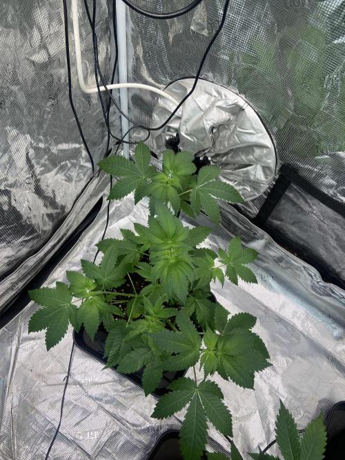 Super Boof [Barney's Farm]. Week 5