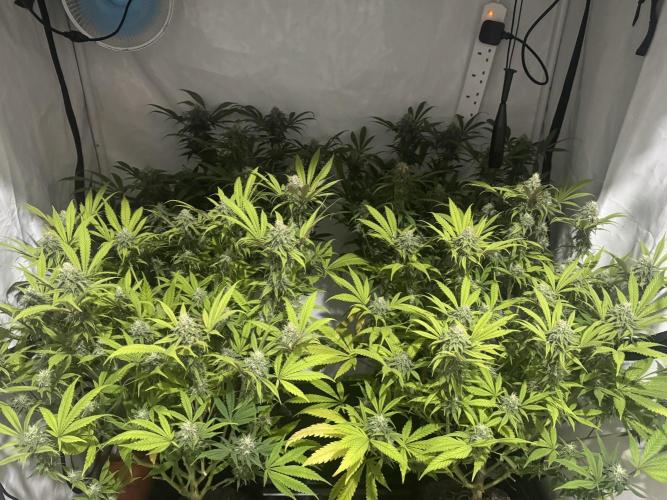 Banana Dance [Freedom of Seeds]. Week 6