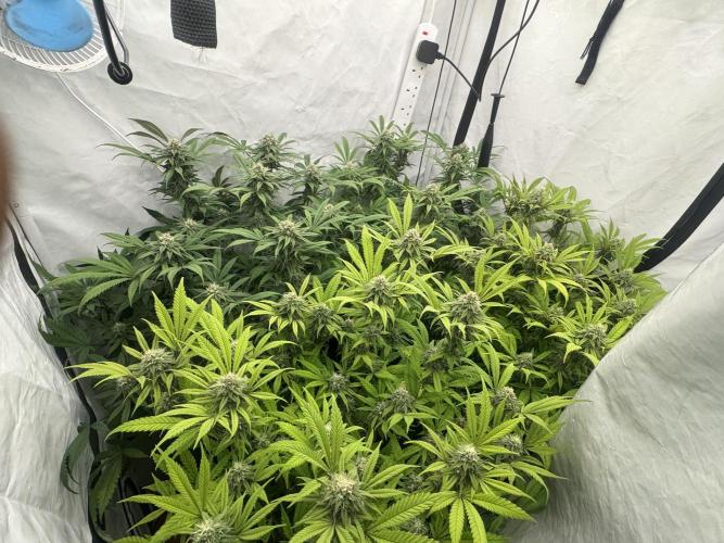 Banana Dance [Freedom of Seeds]. Week 6