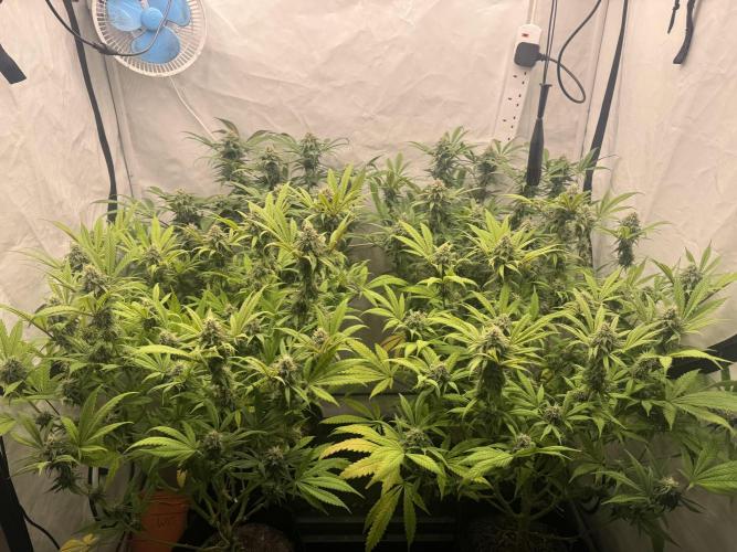 Banana Dance [Freedom of Seeds]. Week 6