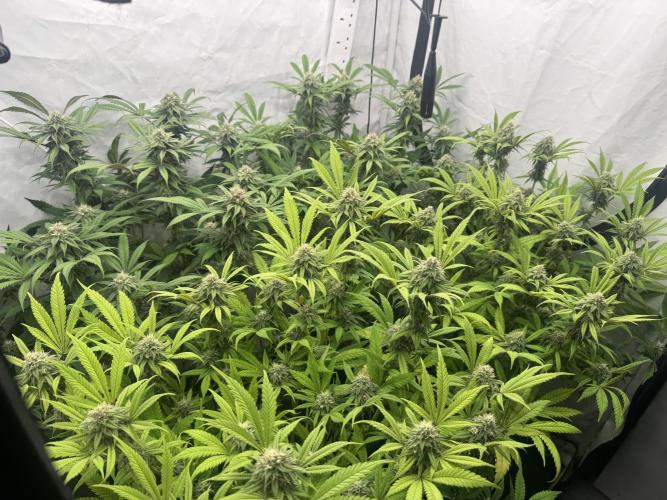 Banana Dance [Freedom of Seeds]. Week 6