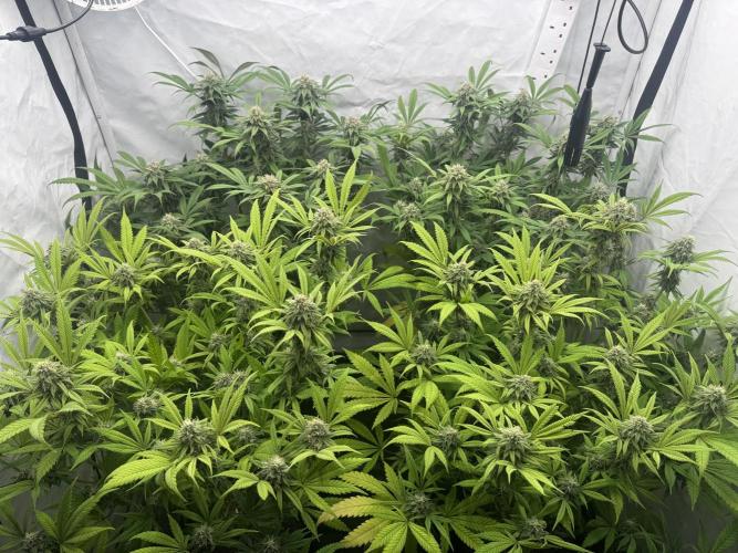Banana Dance [Freedom of Seeds]. Week 6