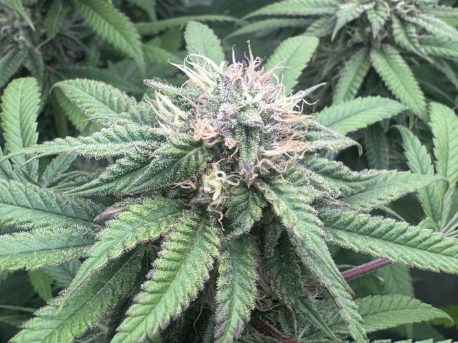 Banana Dance [Freedom of Seeds]. Week 6