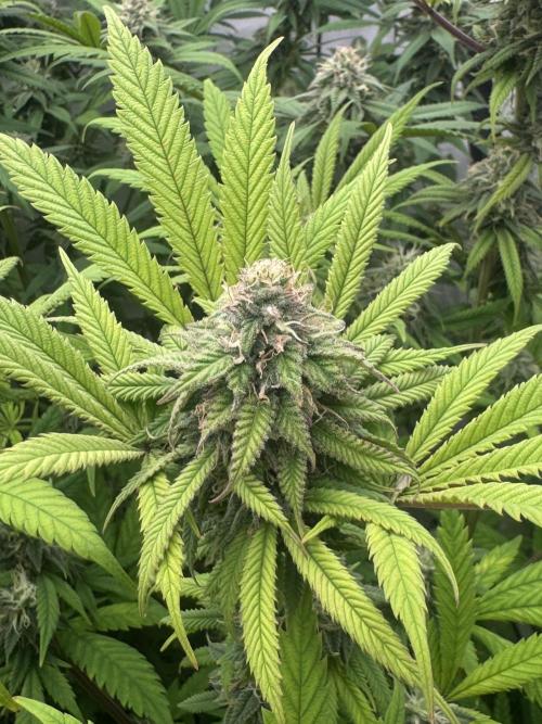Banana Dance [Freedom of Seeds]. Week 6