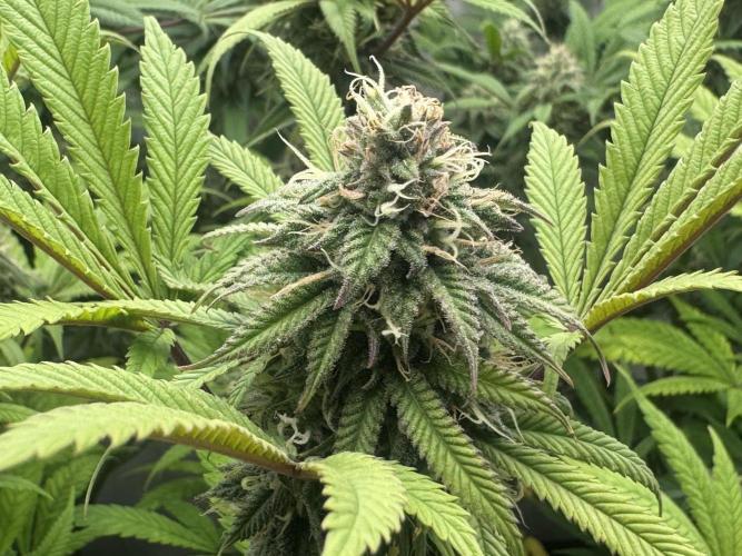 Banana Dance [Freedom of Seeds]. Week 6
