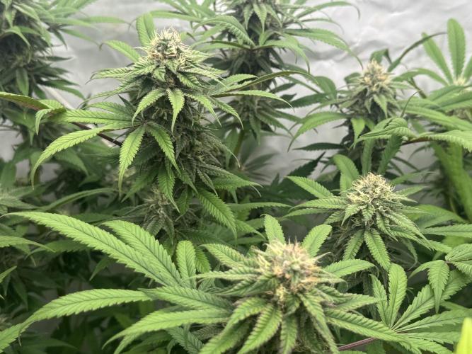 Banana Dance [Freedom of Seeds]. Week 6