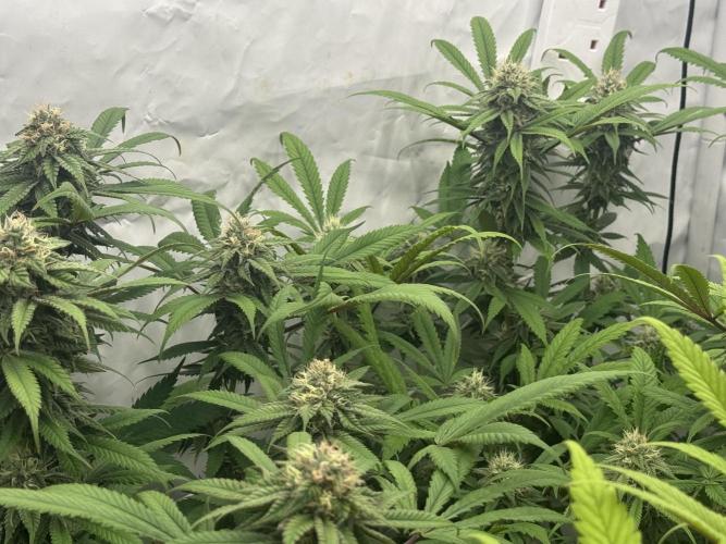 Banana Dance [Freedom of Seeds]. Week 6
