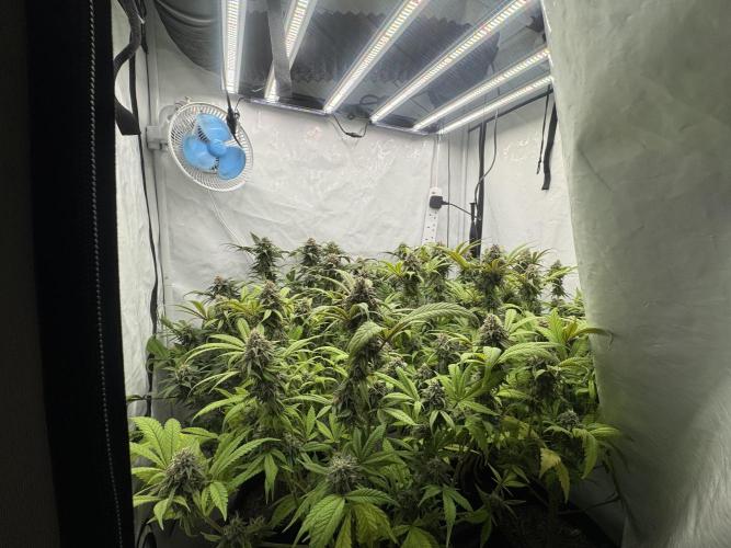 Banana Dance [Freedom of Seeds]. Week 7