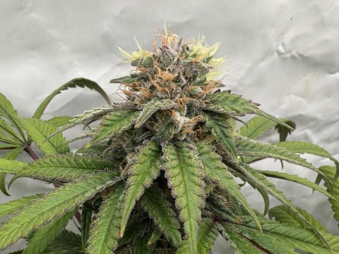 Banana Dance [Freedom of Seeds]. Week 7