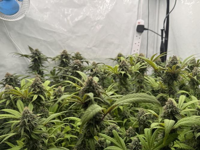 Banana Dance [Freedom of Seeds]. Week 7
