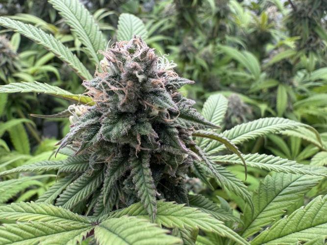 Banana Dance [Freedom of Seeds]. Week 7