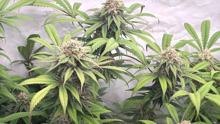 Banana Dance [Freedom of Seeds]. Week 7