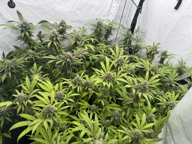 Banana Dance [Freedom of Seeds]. Week 7