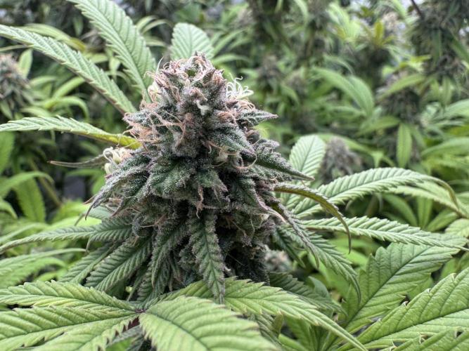 Banana Dance [Freedom of Seeds]. Week 7