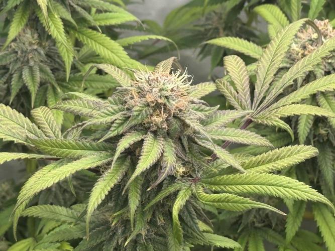 Banana Dance [Freedom of Seeds]. Week 7