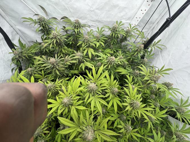 Banana Dance [Freedom of Seeds]. Week 7