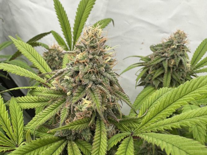 Banana Dance [Freedom of Seeds]. Week 7
