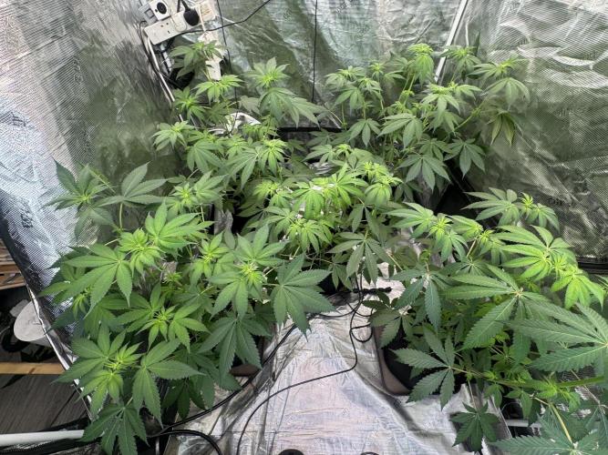 Super Boof [Barney's Farm]. Week 6