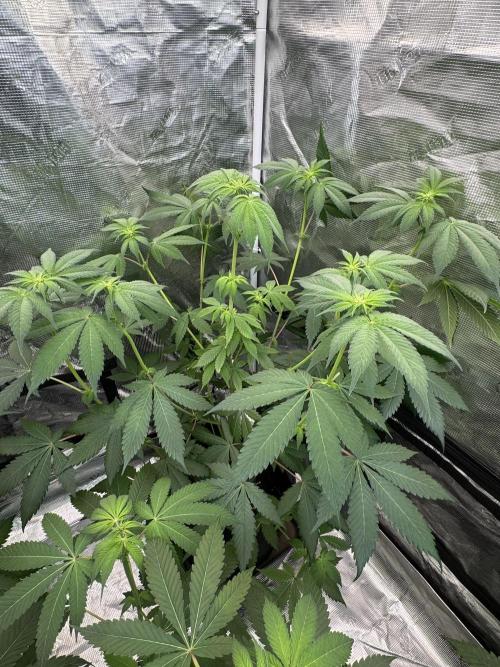 Super Boof [Barney's Farm]. Week 6