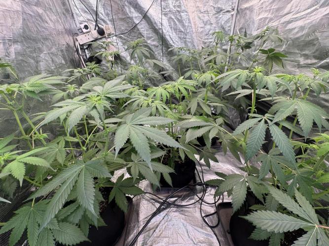Super Boof [Barney's Farm]. Week 6