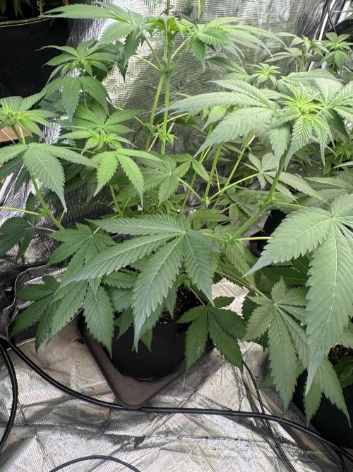 Super Boof [Barney's Farm]. Week 6