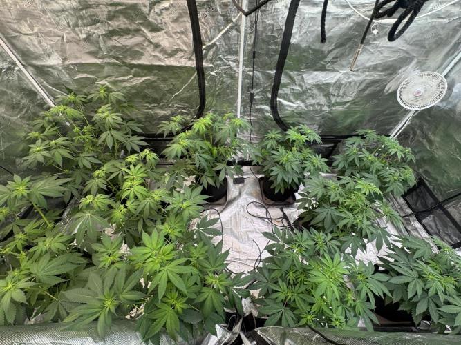 Super Boof [Barney's Farm]. Week 6