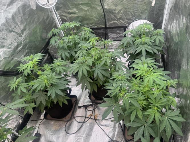 Cherry Poppers [Barney's Farm]. Week 6