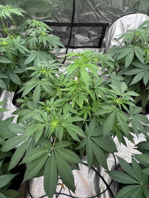 Cherry Poppers [Barney's Farm]. Week 6