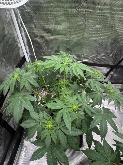 Cherry Poppers [Barney's Farm]. Week 6
