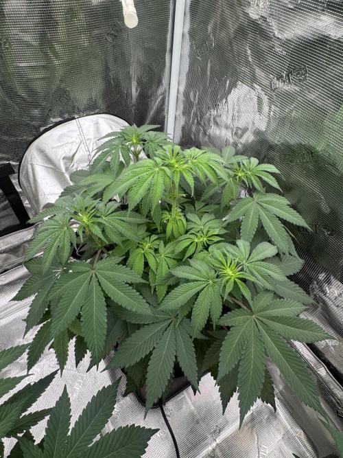 Cherry Poppers [Barney's Farm]. Week 6