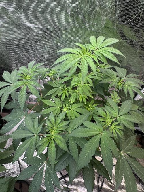 Cherry Poppers [Barney's Farm]. Week 6