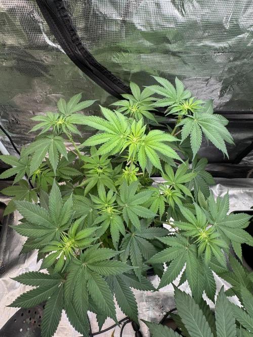 Cherry Poppers [Barney's Farm]. Week 6