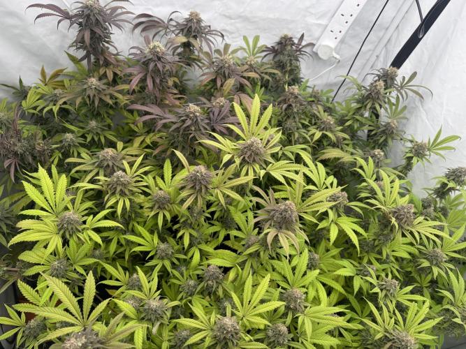 Banana Dance [Freedom of Seeds]. Week 8