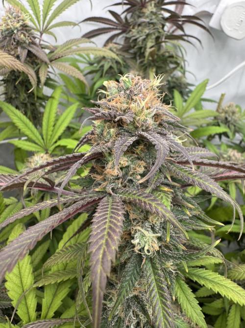 Banana Dance [Freedom of Seeds]. Week 8