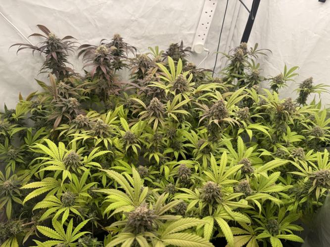 Banana Dance [Freedom of Seeds]. Week 8