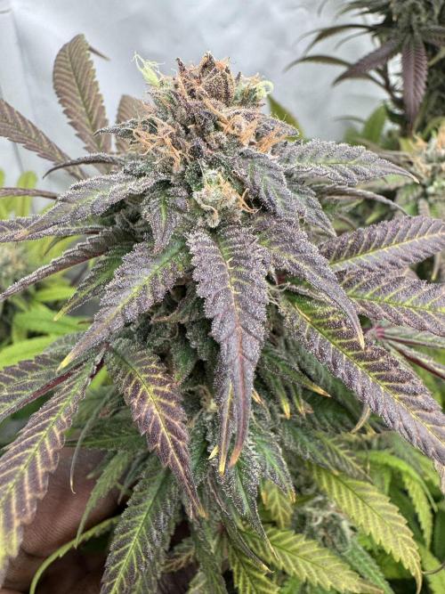 Banana Dance [Freedom of Seeds]. Week 8